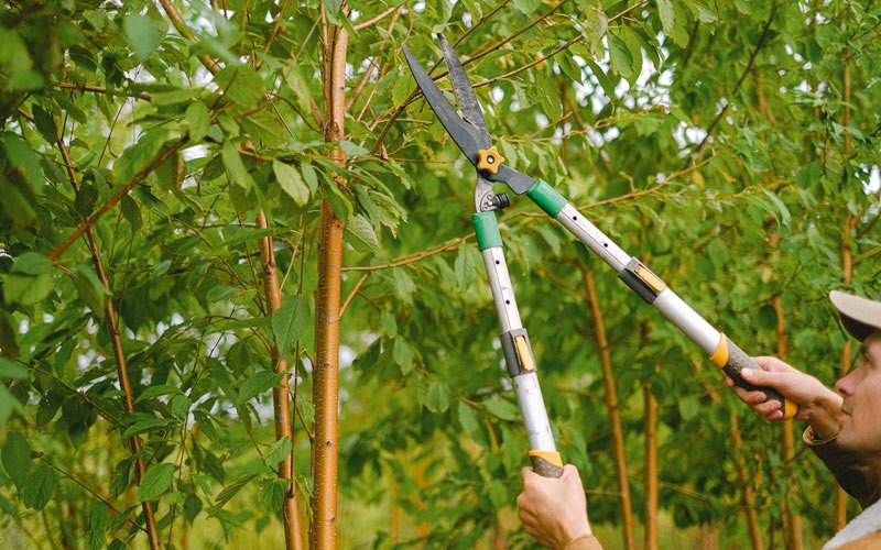 Tree trimming in Farley, IA